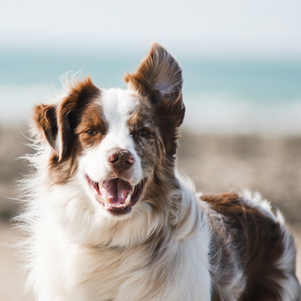@decolabs